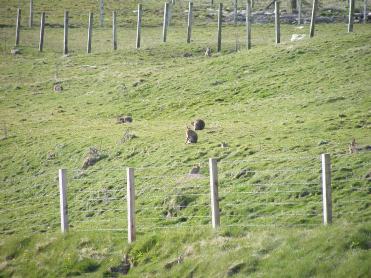 How many rabbits ?