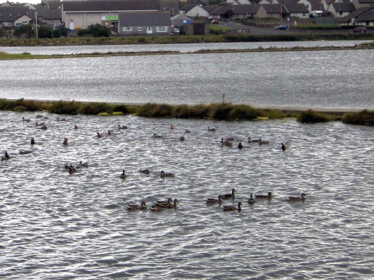 Peedie sea or duckie pond?