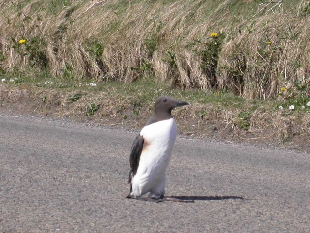 Westray aak