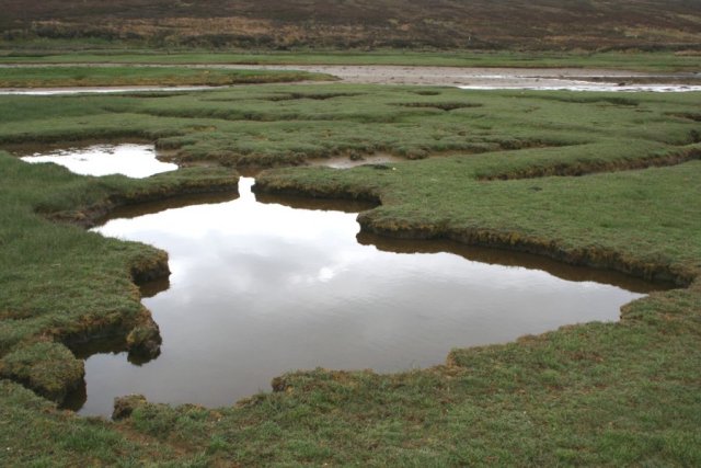 Salt marsh