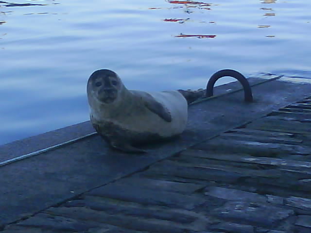 Seals
