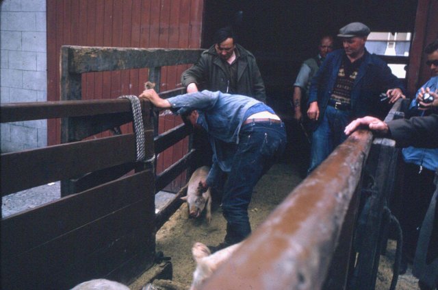Loading pigs onto a boat at Kirkwall Pier