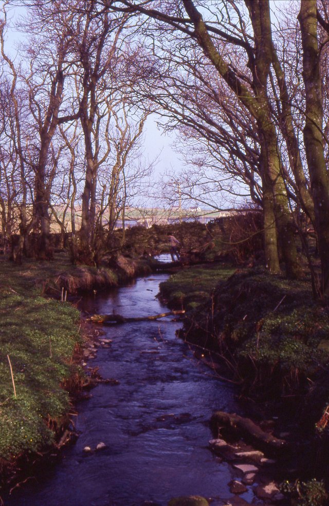 Woods at Binscarth