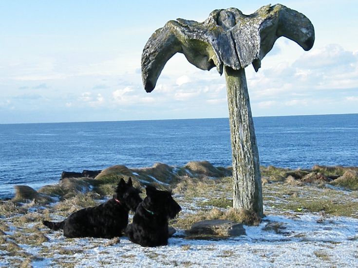 BIRSAY - Whale bone