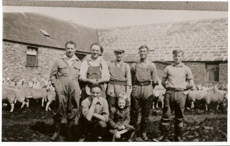 Sheep Dipping Day At Cleat And Russland