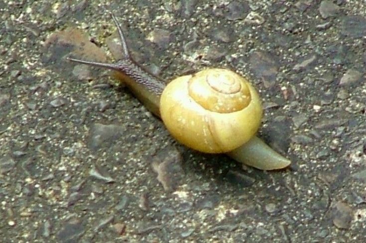 Snail