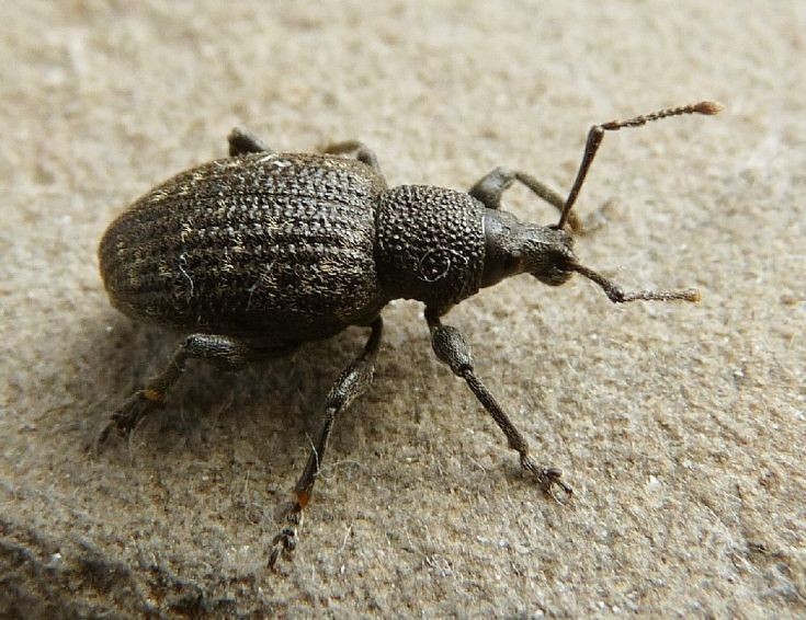 Touch of Weevil