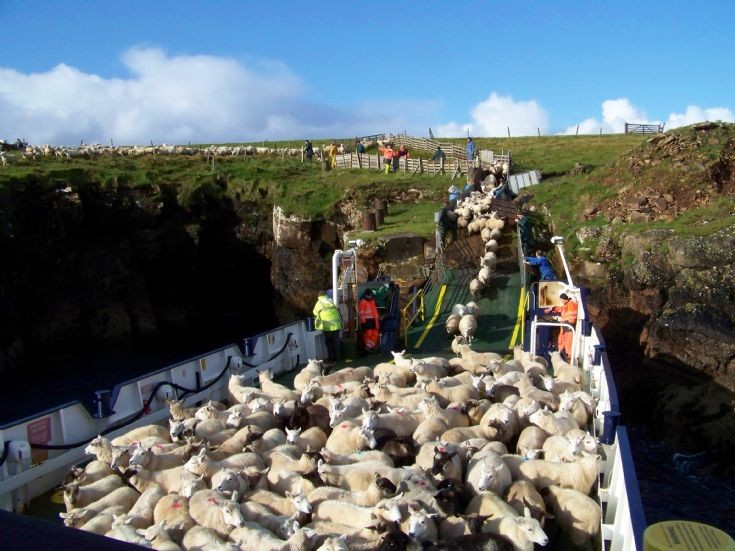 Marcus' last sheep home from Faray