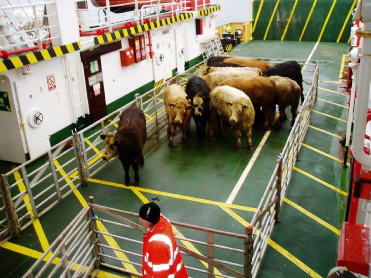 Graemsay cattle