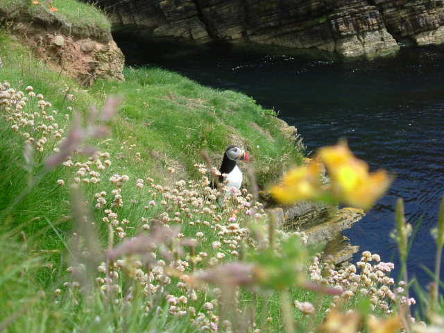 Puffin on Swona
