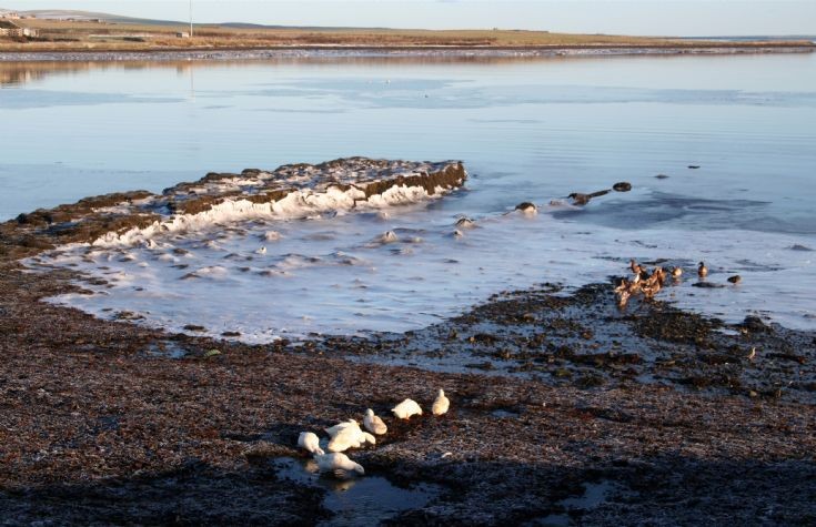 Frozen sea and duck