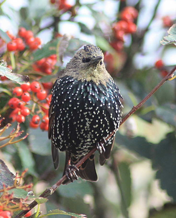 Starling