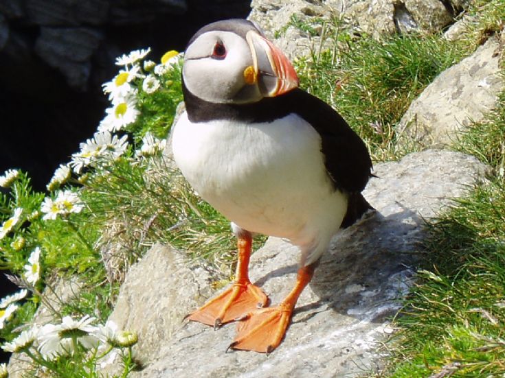 Puffin