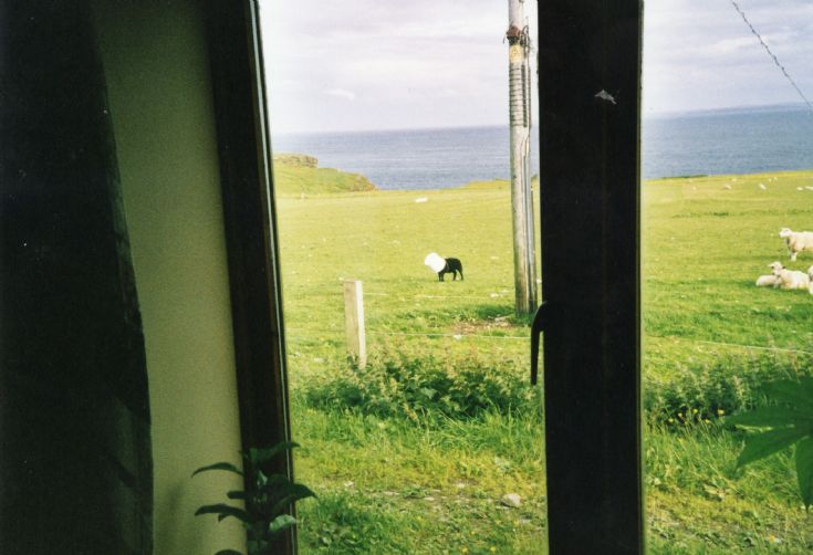 Black lamb playing hide and seek?