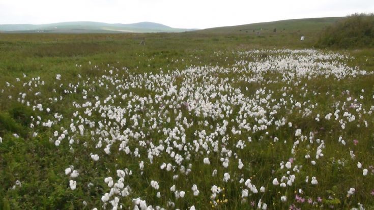 Cotton grass, Stenness