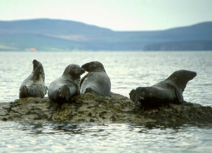 Grey Seals