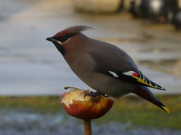 Waxwing feeding