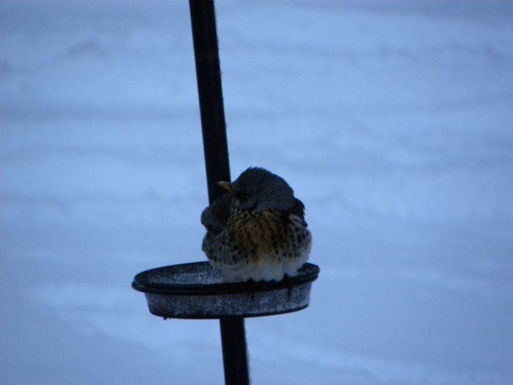 Visting redwing?