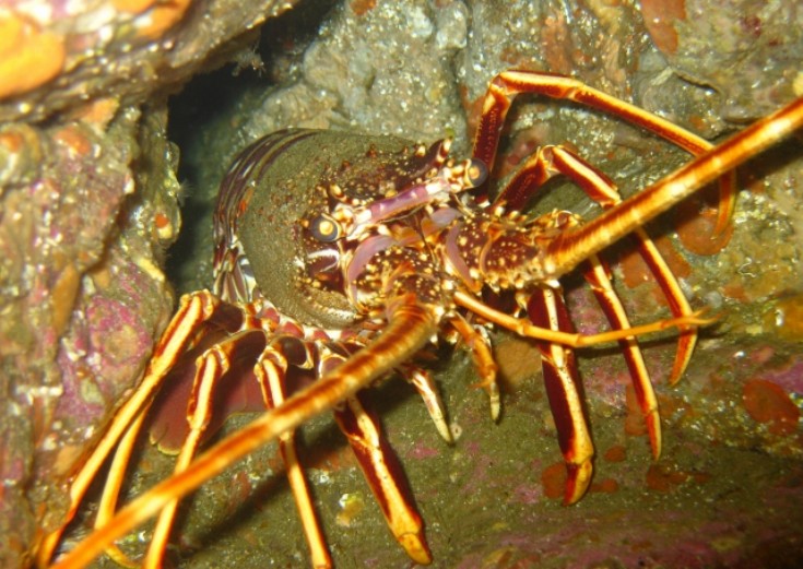 Crayfish