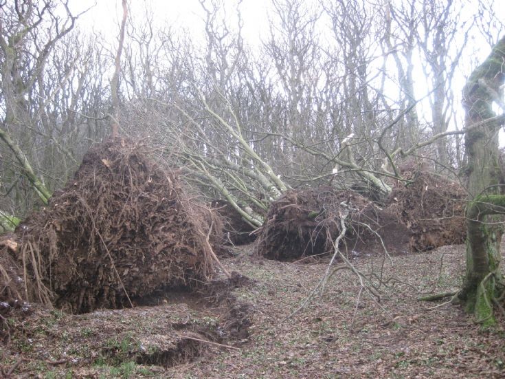 Storm damage, Berstane Woods