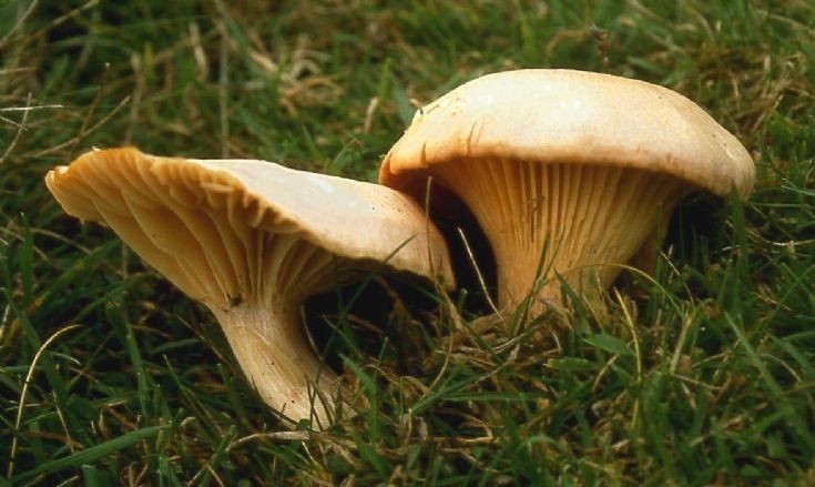 Fungi