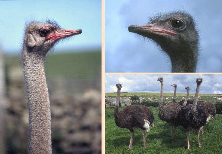 Ostriches