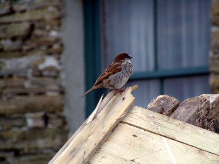 Mystery bird