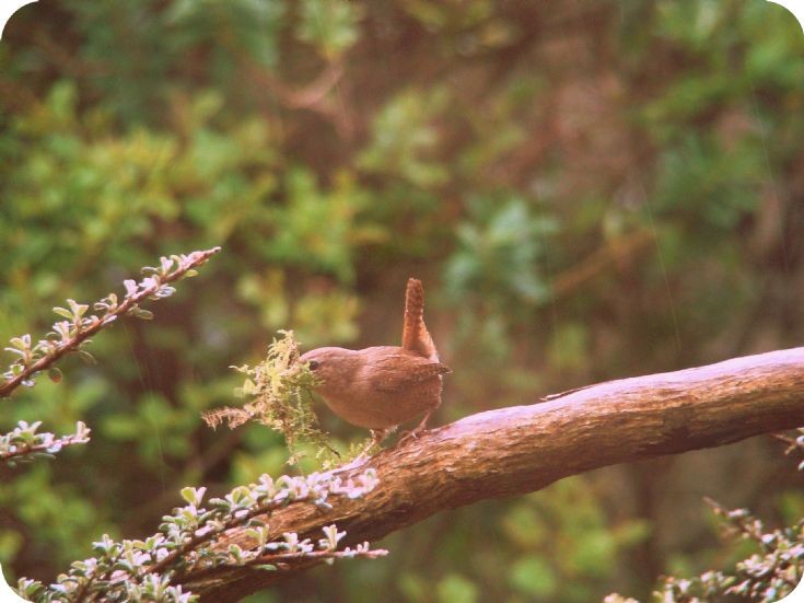 Wren