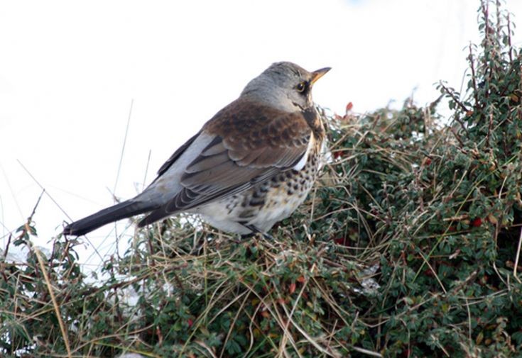 Fieldfare