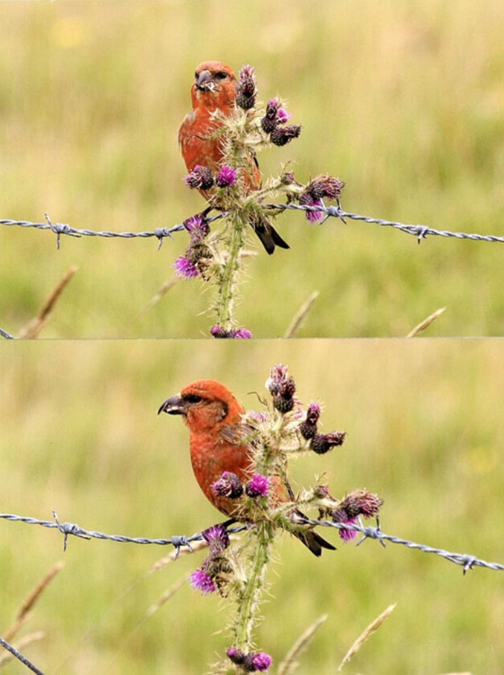 Crossbill