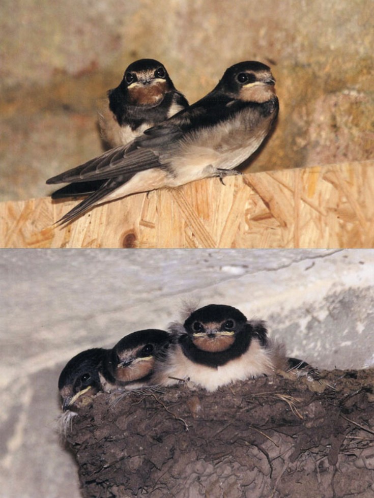 Swallows