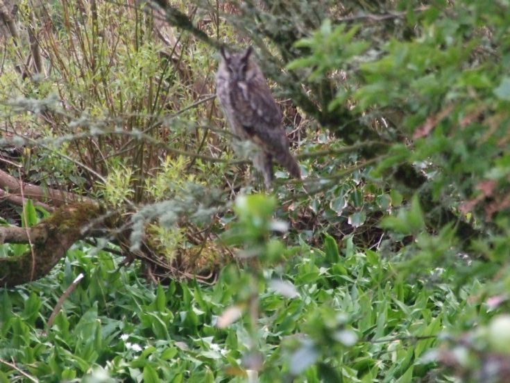 Long eared owl