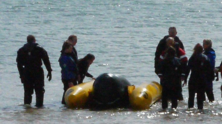 Save the inflatable whale!