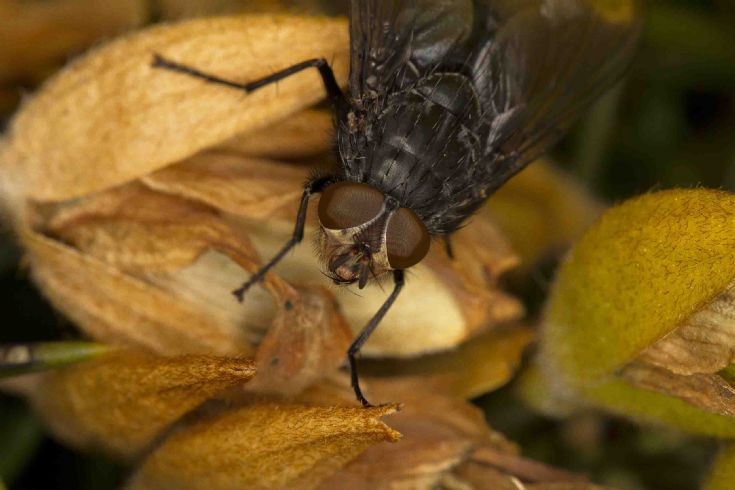 Fly, bluebottle?