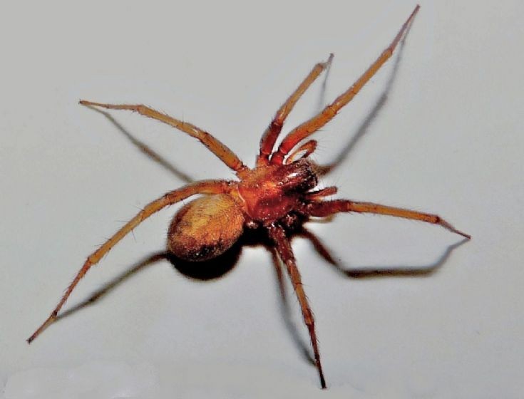Hunting spider