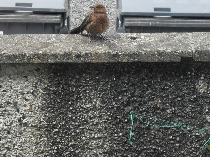 Mystery bird