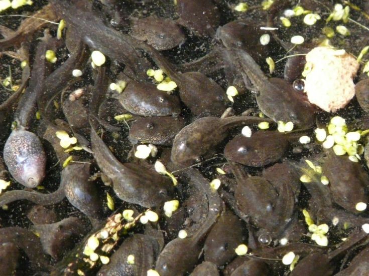 Tadpoles!