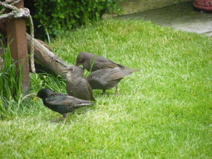 Typical Kirkwall scene