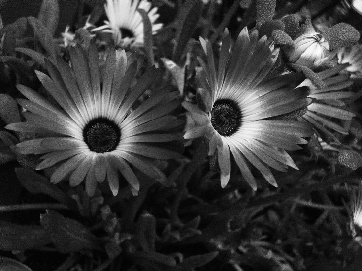 Sun daisies