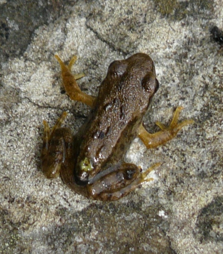 Frog exodus