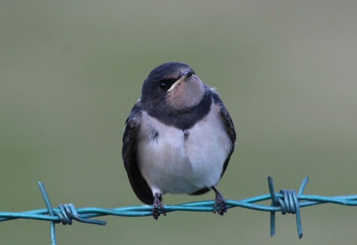 Young swallow