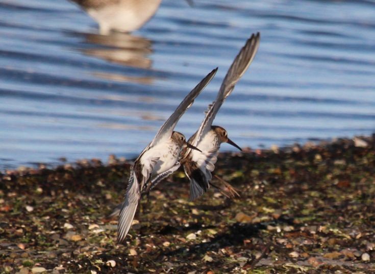 Dunlin?