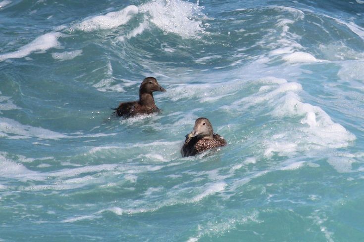 Female Dunters at Cantick Head