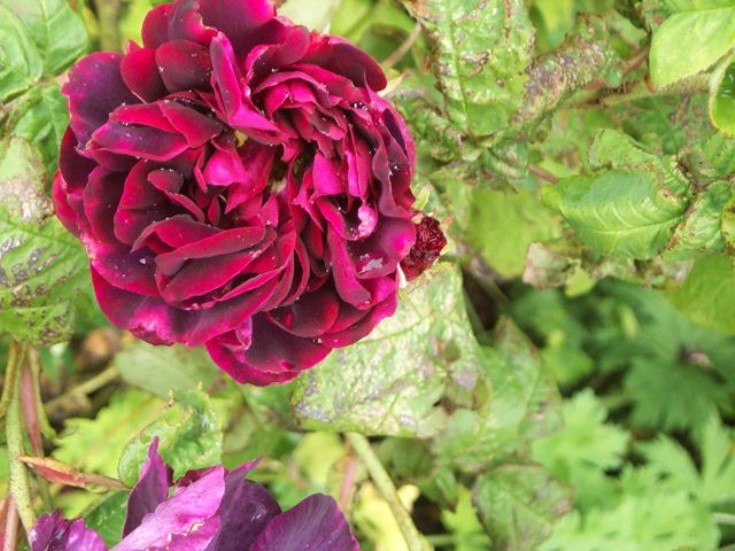 Rose