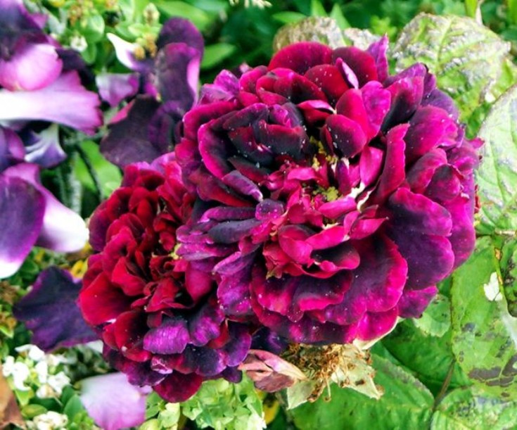 Rose