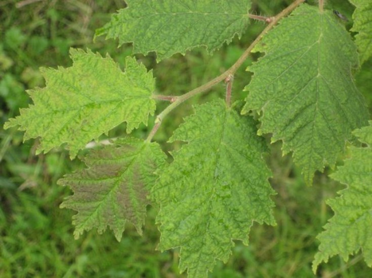 Cut-leaved hazel: Corylus avellana
