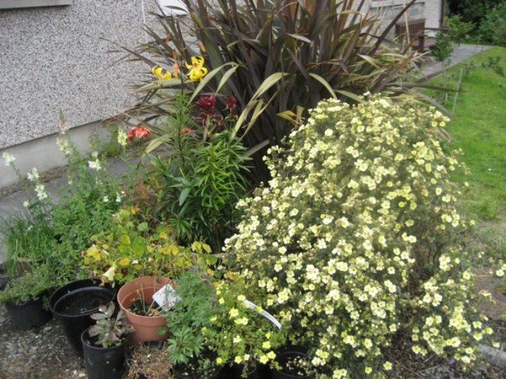 Potentilla 'Primrose Beauty'
