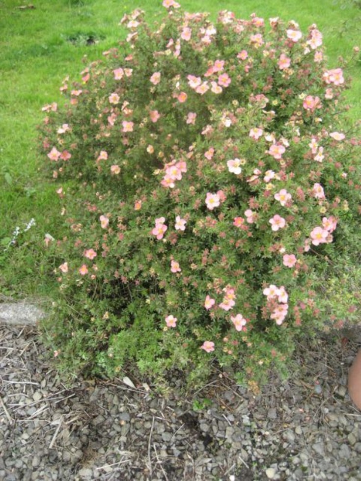 Potentilla fruticosa 'Grace Darling'