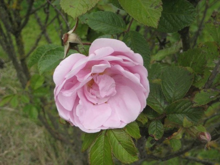 Rose 'Sarah van Fleet'