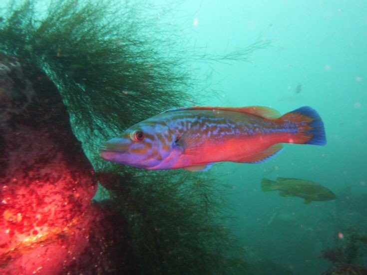 Cuckoo Wrasse